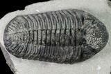Large, Prone Drotops Trilobite - Mrakib, Morocco #171547-1